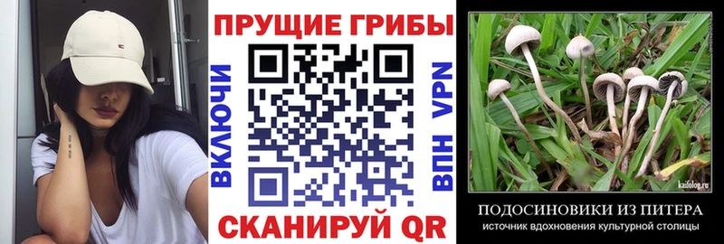 МЕГА ссылки  Купино  Псилоцибиновые грибы Psilocybe 